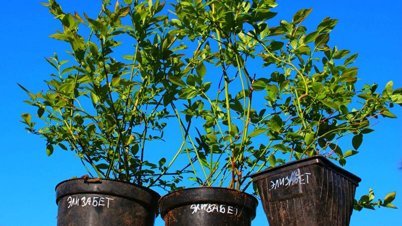 ГОЛУБИКА ЭЛИЗАБЕТ САЖЕНЦЫ