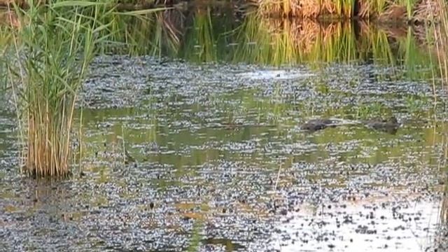 20110729_наверное_караси_пасутся.avi смотреть онлайн