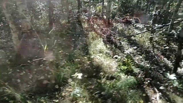 Деревня Поездка в лес выпуск 4 смотреть онлайн
