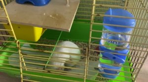 #3 откуда взялась  эта порода Дамбо