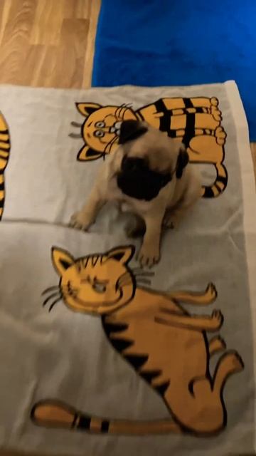 #puppy #cute #mops #funny #memes #pug #быков #мем #мопс #asmr смотреть онлайн