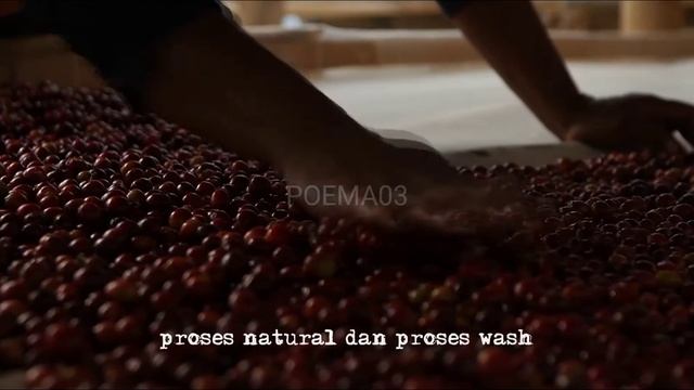 Single Origin Typica The Best Coffee In The World - POEMA03