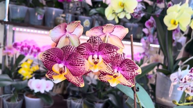 Они братья ? Сравним эти сорта орхидей смотреть онлайн