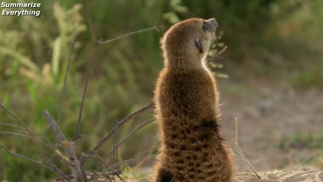 Meerkat Manor: Rise Of The Dynasty S1 Ep11 (Trouble in Paradise) Sum-up смотреть онлайн