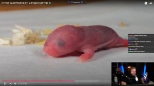 T2X2 СМОТРИТ - СТЕПА ЗАБЕРЕМЕННЕЛ И РОДИЛ ДЕТЕЙ ♂️ / SlivkiShow. РЕАКЦИЯ T2X2