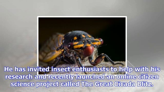 Songs of summer: where can you find the loudest cicadas? смотреть онлайн