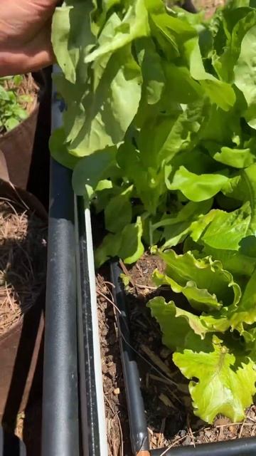 Growing cut-and-come-again lettuce #garden #growsomefood #shorts смотреть онлайн