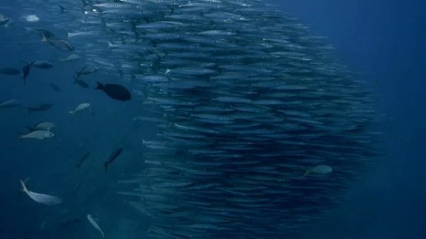 Stive Morgan - Metamorphosis