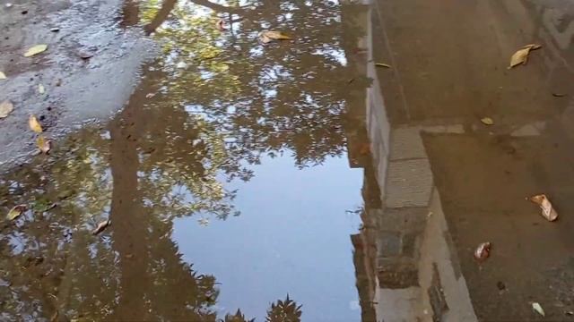 Отражение деревьев в луже смотреть онлайн