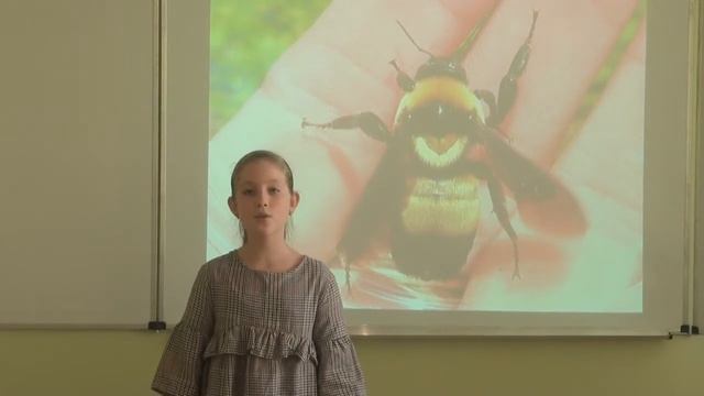 Цаава Вероніка 5 кл. И.Бунин «Последний шмель» смотреть онлайн