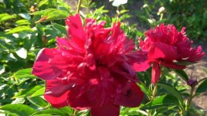 Пион "Электрон" (Скакодуб А.А, 1988г).