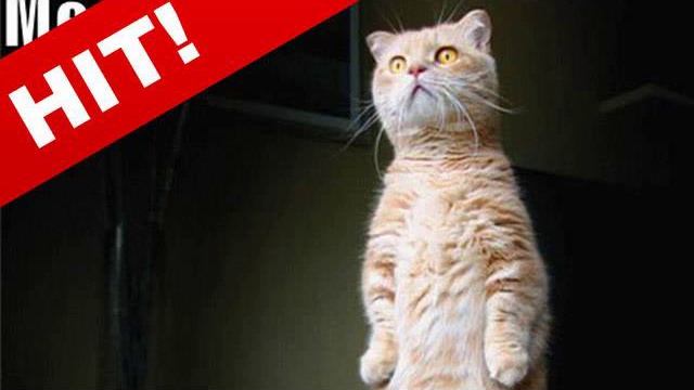 Кошачьи Приколы | Приколы с Кошками. смотреть онлайн