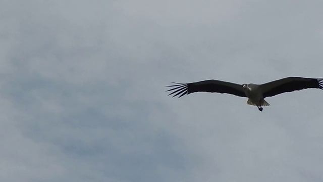 Аист Белый аист - (Ciconia ciconia) смотреть онлайн