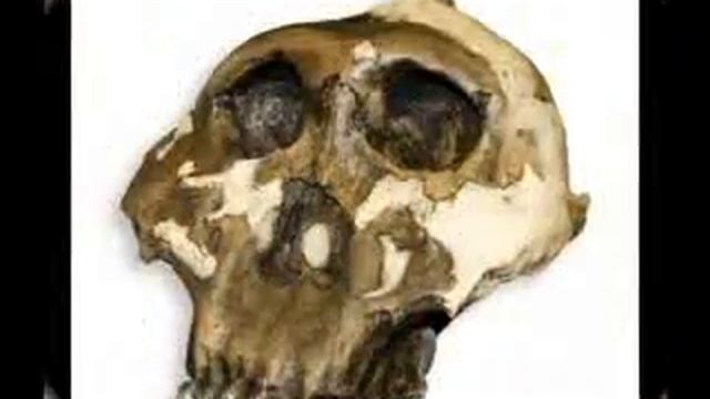 The ancestor of Bulgarians (Australopithecus) смотреть онлайн
