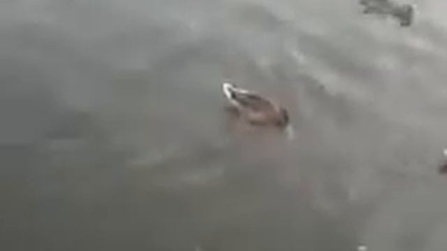 Узбекские беляши!!! смотреть онлайн