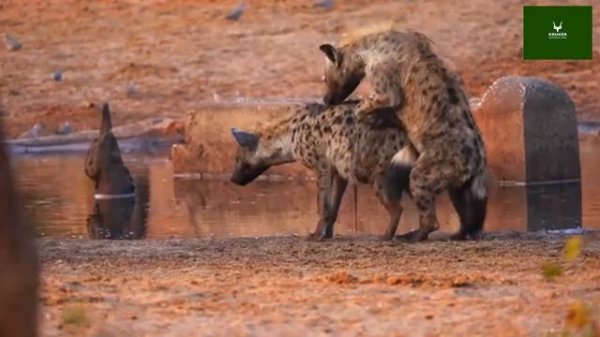 Спаривание гиен с неожиданной концовкой
Отблагодарить автора:
4276 3800 4614 2027
СБЕР
#гиены #юар