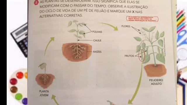 Seres vivos aula de ciência 24/06/2020 смотреть онлайн