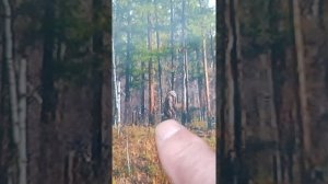 Один в один . У моего грива больше была.