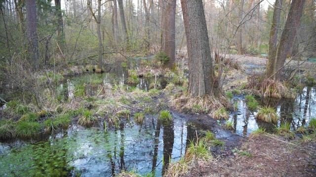 Barjanska žaba (Rana arvalis) смотреть онлайн