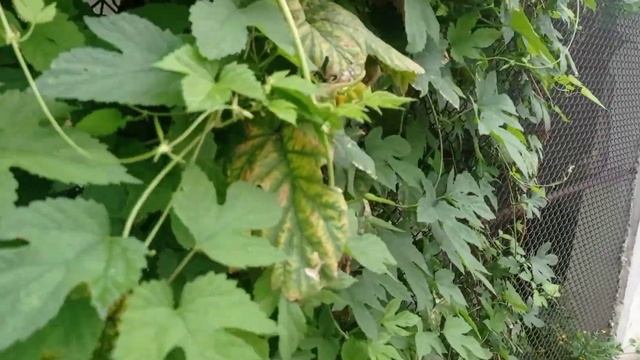 🔥ЖИТТЯ МАМИ І ДОНЕЧКИ В СЕЛІ🔥 Як ми проводимо день // Садові справи🌿🌹 смотреть онлайн