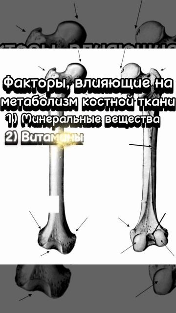 Факторы, влияющие на метаболизм костной ткани #anatomy смотреть онлайн
