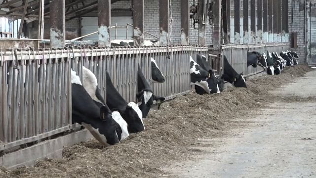 Новые ветеринарные правила, касающиеся маркирования и учета животных.