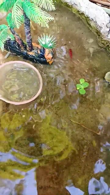 find ornamental fish koi fish, betta fish, koi fish, koki fish, guppy #ornamentalfish #shorts смотреть онлайн