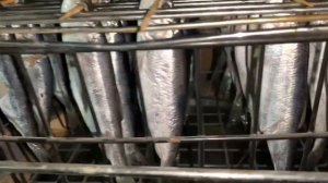 Салака. Домашний засол рыбы. #салака #рыба #засолкарыбы #вкусно