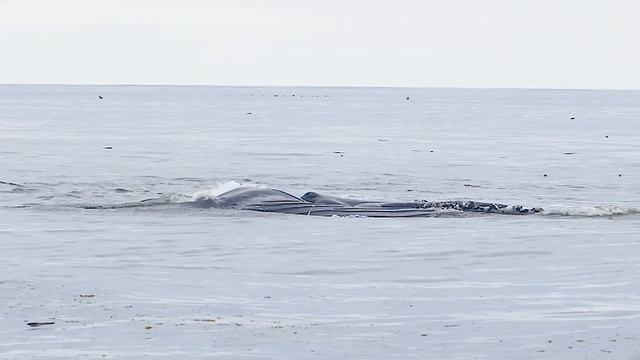 Brunch Time for Humpback Whales смотреть онлайн