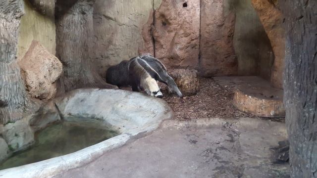 Муравьед Зоопарк Ополе Польша. Zoo Opole Poland смотреть онлайн
