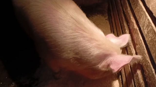 Деревенские сюжеты 4 /25 смотреть онлайн