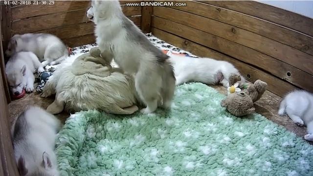 Хасята онлайн. Ижевск. Сезон 3 - Смотрим за строительством вольера смотреть онлайн