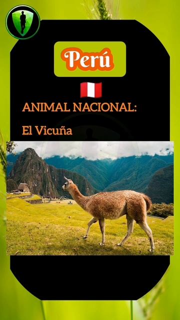 Animal nacional del PERU. El vicuña. смотреть онлайн