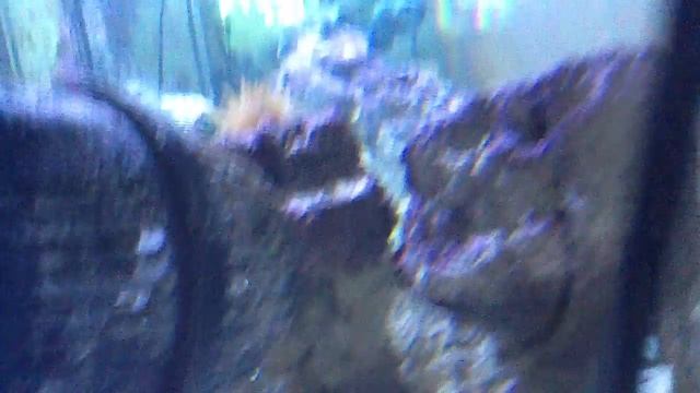 Reef Tank 3 смотреть онлайн