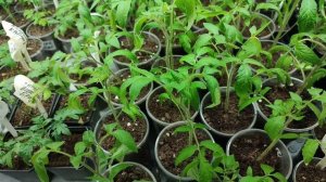 Полив рассады томатов до и после пикировки в разных условиях выращивания