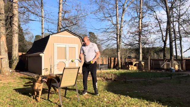 Belgian malinois jump in wood￼ Nero sare pe pom să ia mingea surpriză mare? смотреть онлайн