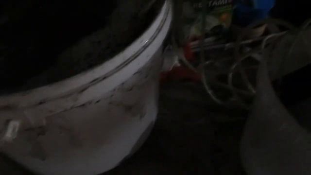 Гибнет дендробена (дождевой червь), один из способов лечения . смотреть онлайн