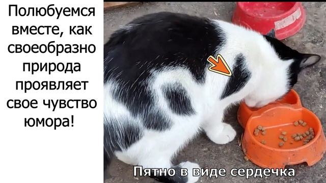 Окрасы кошек, в реальность которых сложно поверить #смешно #окрас #юмор #кошки смотреть онлайн