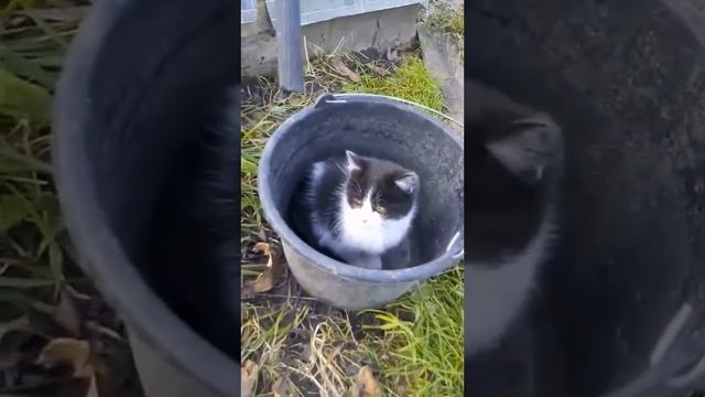 Котенку очень нравится ведро смотреть онлайн