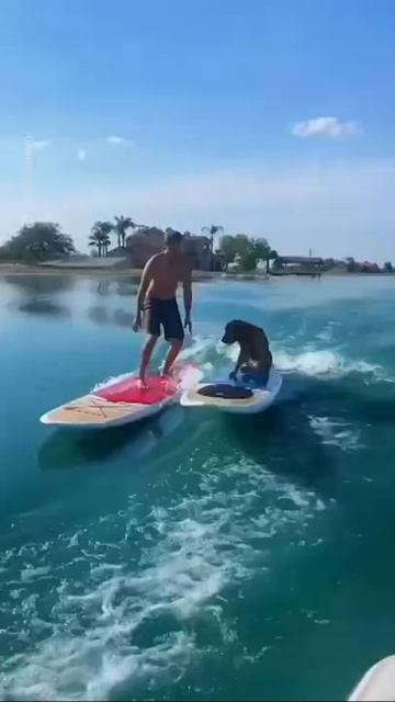 Surfs pUP #fyp #dogsoftiktok #surfing #dogssurfing смотреть онлайн