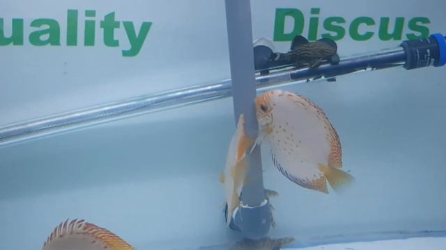 white butterfly discus pair spawning in community tank смотреть онлайн
