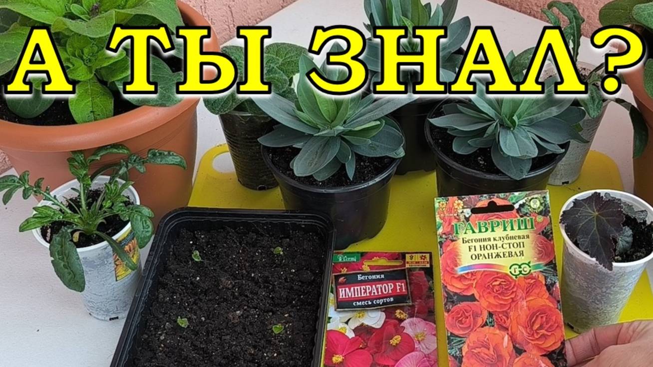 Эти ЦВЕТЫ можно сеять на рассаду в НОЯБРЕ 🌱🌱🌱 🌸🌸🌸 смотреть онлайн