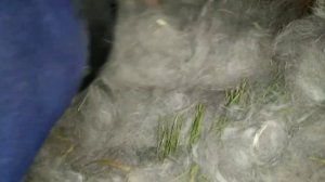 Крольчата от рождения до месяца.