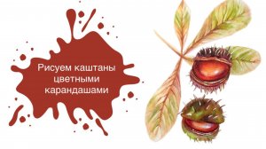 Рисуем Каштаны Цветными Карандашами! Урок для начинающих художников:) 🌰