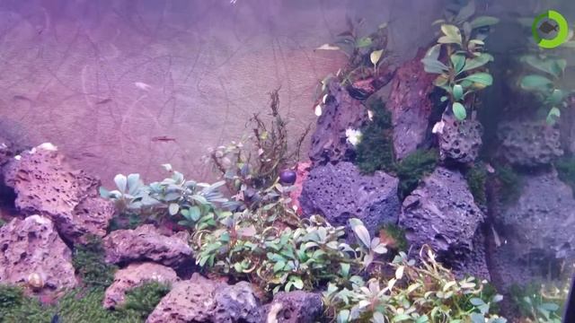 Mini aquarium tank layout - aquarium ideas смотреть онлайн