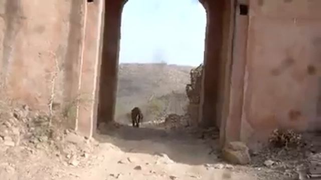 Ranthebhor tigar Nesnal parkh s w m(4) смотреть онлайн