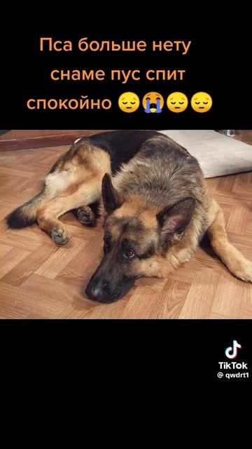 пса больше нет с нами...😭