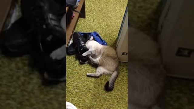 Кот и кроссовки!!! смотреть онлайн