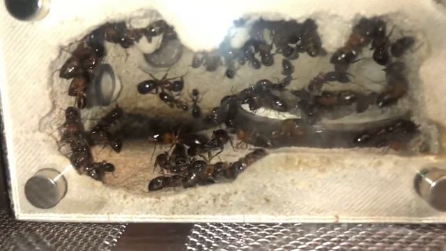 Camponotus texanus - Update 10/2/2021 - Brood explosion смотреть онлайн