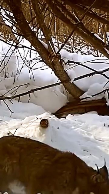 Wild nature, capture lynx carches a hare #shorts #animals #photography #wildlife #cats #explore смотреть онлайн